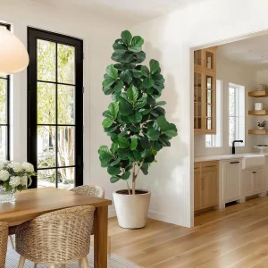 Fiddle Leaf Fig Tree.